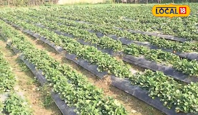 स्ट्रॉबेरी की खेती से 90 दिनों में 8 लाख रुपए की कमाई करते हैं ये किसान <br><br>