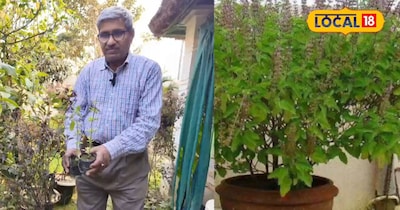 अब कभी नहीं सूखेगी आपकी तुलसी, ऐसे रखे ध्यान5
