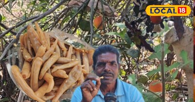 डमहा अचार