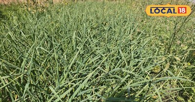 लहसुन कि खेती