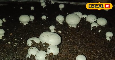 मशरूम की खेती 