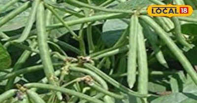 मूंग की दाल के पत्ते सेहत के लिए होते हैं फायदेमंद।