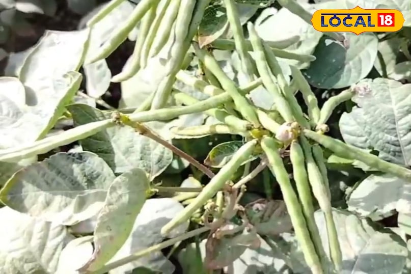 মোরাদাবাদের খবর, হিন্দি খবর, স্থানীয় খবর, আপ নিউজ, মোরাদাবাদের খবর, হিন্দি খবর, স্থানীয় খবর, ইউপি খবর।