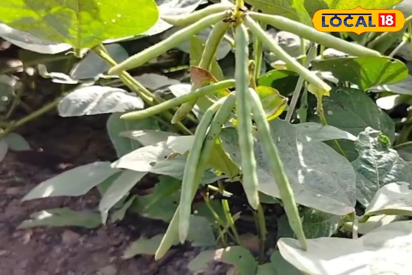 মোরাদাবাদের খবর, হিন্দি খবর, স্থানীয় খবর, আপ নিউজ, মোরাদাবাদের খবর, হিন্দি খবর, স্থানীয় খবর, ইউপি খবর।