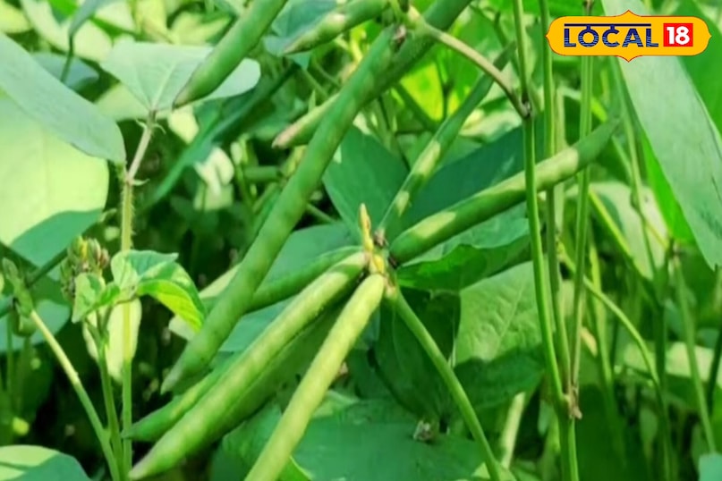 মোরাদাবাদের খবর, হিন্দি খবর, স্থানীয় খবর, আপ নিউজ, মোরাদাবাদের খবর, হিন্দি খবর, স্থানীয় খবর, ইউপি খবর।