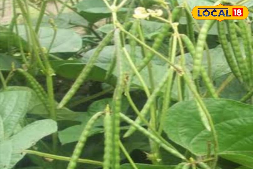 মোরাদাবাদের খবর, হিন্দি খবর, স্থানীয় খবর, আপ নিউজ, মোরাদাবাদের খবর, হিন্দি খবর, স্থানীয় খবর, ইউপি খবর।