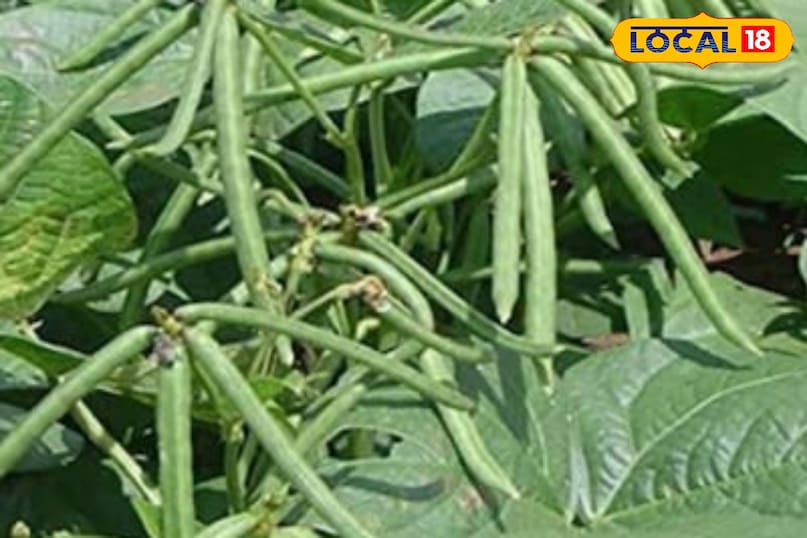 মোরাদাবাদের খবর, হিন্দি খবর, স্থানীয় খবর, আপ নিউজ, মোরাদাবাদের খবর, হিন্দি খবর, স্থানীয় খবর, ইউপি খবর।