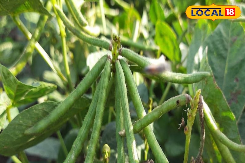 মোরাদাবাদের খবর, হিন্দি খবর, স্থানীয় খবর, আপ নিউজ, মোরাদাবাদের খবর, হিন্দি খবর, স্থানীয় খবর, ইউপি খবর।