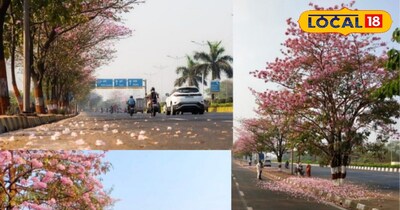 हैदराबाद चेरी ब्लॉसम: तबेबुइया रोजिया के गुलाबी फूल