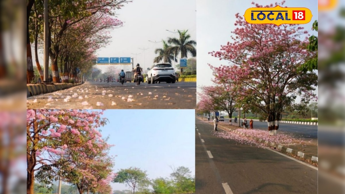 हैदराबाद बना ‘मिनी जापान’, फूलों ने ओढ़ाई चेरी ब्लॉसम सी चादर, Video