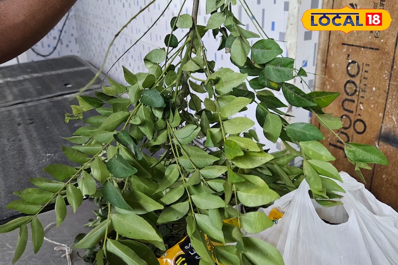 কারিপাতার উপকারিতা 