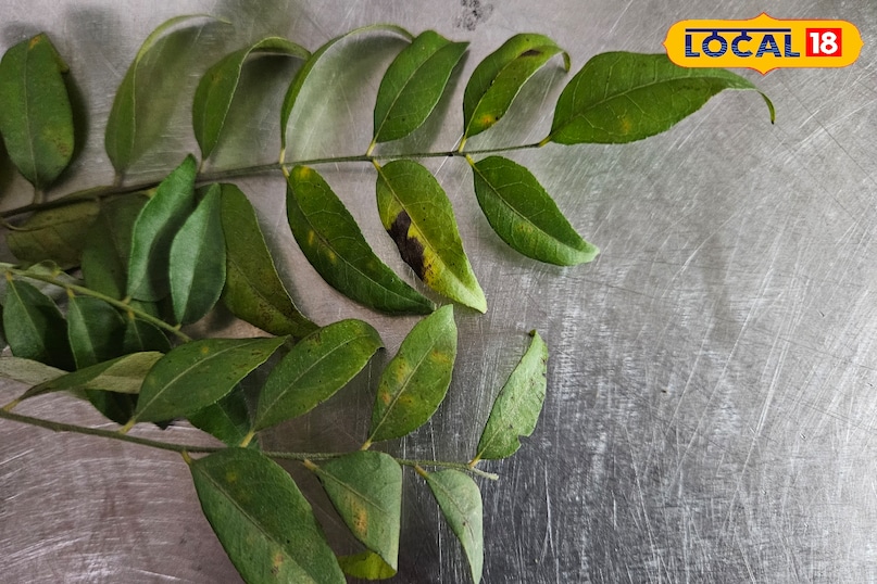 কারিপাতার উপকারিতা 