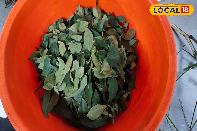 কারিপাতার উপকারিতা 