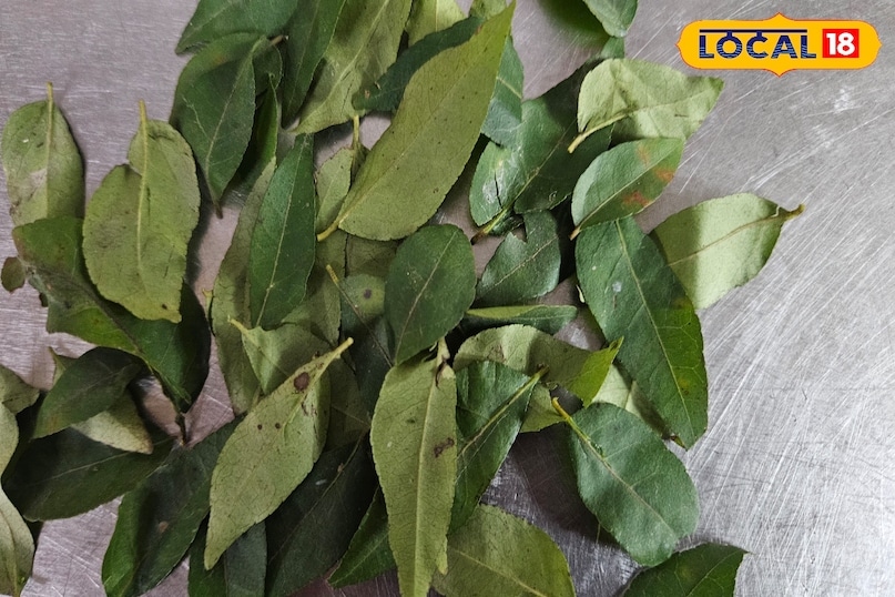 কারিপাতার উপকারিতা 