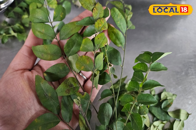 কারিপাতার উপকারিতা 