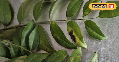 हर रसोई में मौजूद करी पत्ता, सेहत के लिए है छोटा सा चमत्कार