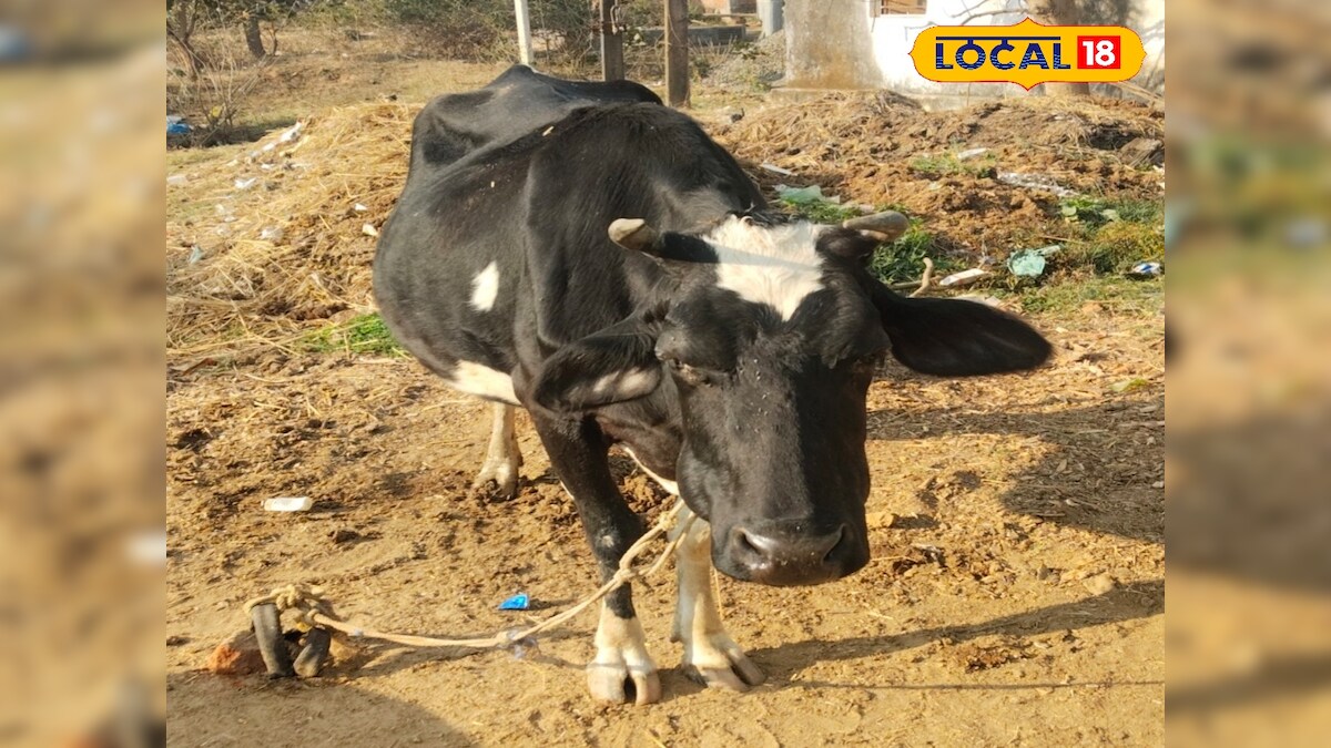 गौशाला खोलने से पहले जानें ये जरूरी बातें, सही पशु चयन से होगा फायदा