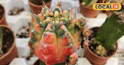 खूबसूरत मून कैक्टस… पर इसकी सांसें चलती हैं दूसरे पौधे के सहारे