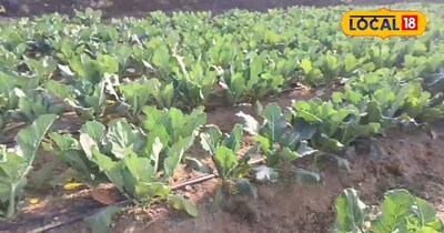 खेती-बाड़ी से महज 90 दिनों में खेतों से कमाए लाखों रुपए जानिए तरीका <br><br><br>