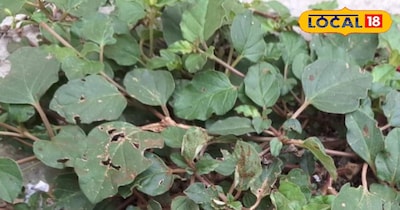 कई बीमारियों में है रामबाण