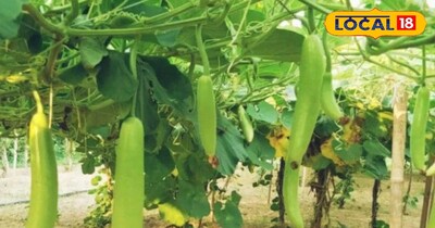 लौकी की खेती करकर आप मुनाफा कमा सकते है