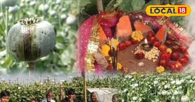 अफीम का खेत 