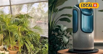 ये सब पौधे देगा शुद्ध हवा और घर का माहौल रखेगा खुशनुमा 