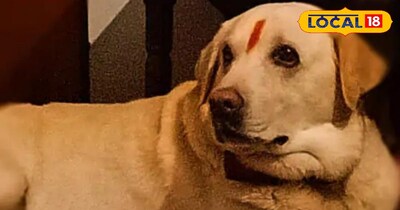 टाइगर का हुआ धार्मिक हिंदू रित रीवाज से अंतिम संस्कार