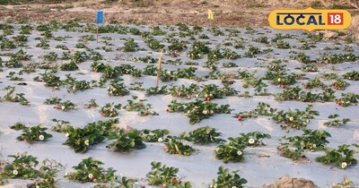 स्ट्रॉबेरी की खेती 