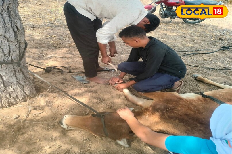 घायल गाय का इलाज 