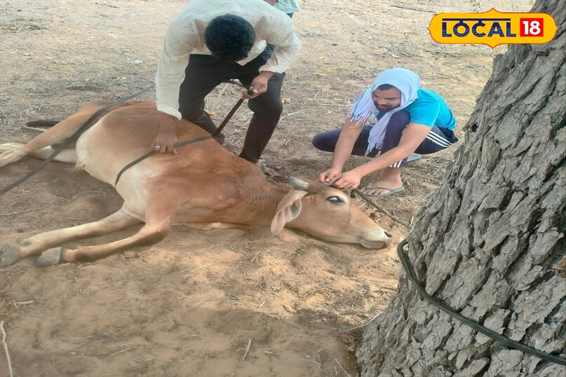 घायल गाय का इलाज 