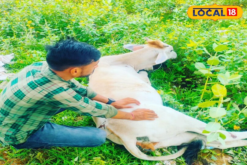 घायल गाय का इलाज 