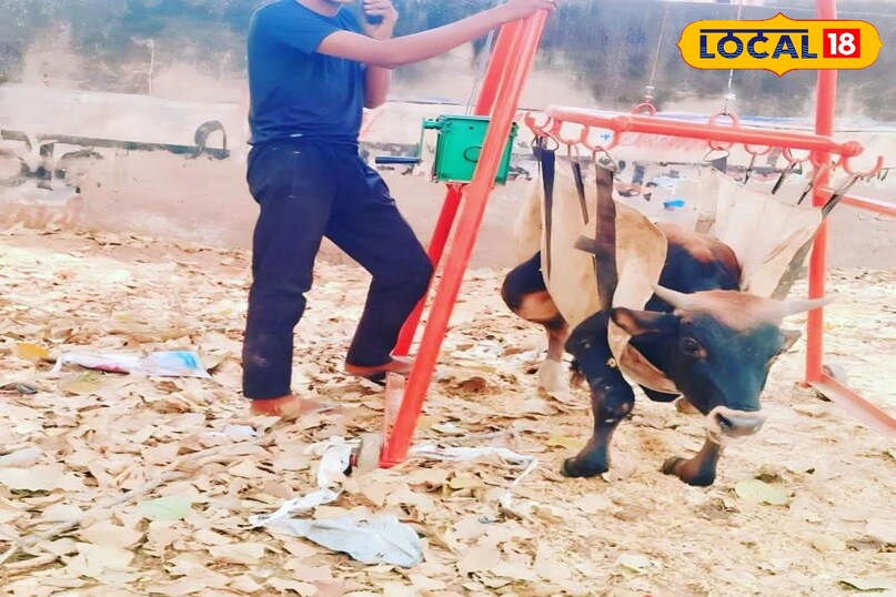 घायल गाय का इलाज 