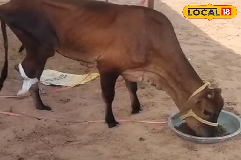 घायल गाय का इलाज 