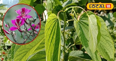 कचनार के अद्भुत फायदे 