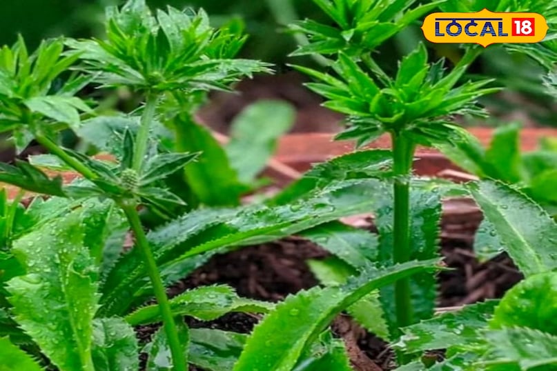 স্বাস্থ্য টিপস 