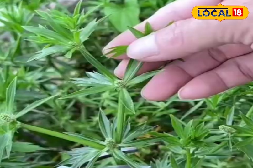 স্বাস্থ্য টিপস 