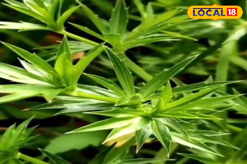 স্বাস্থ্য টিপস 