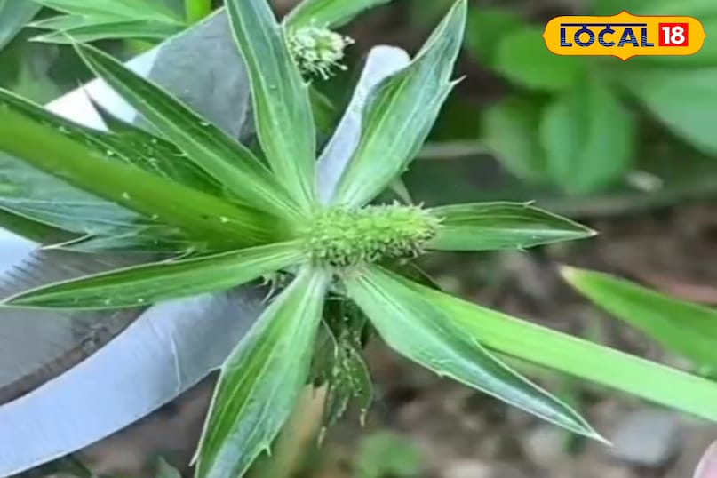 স্বাস্থ্য টিপস 