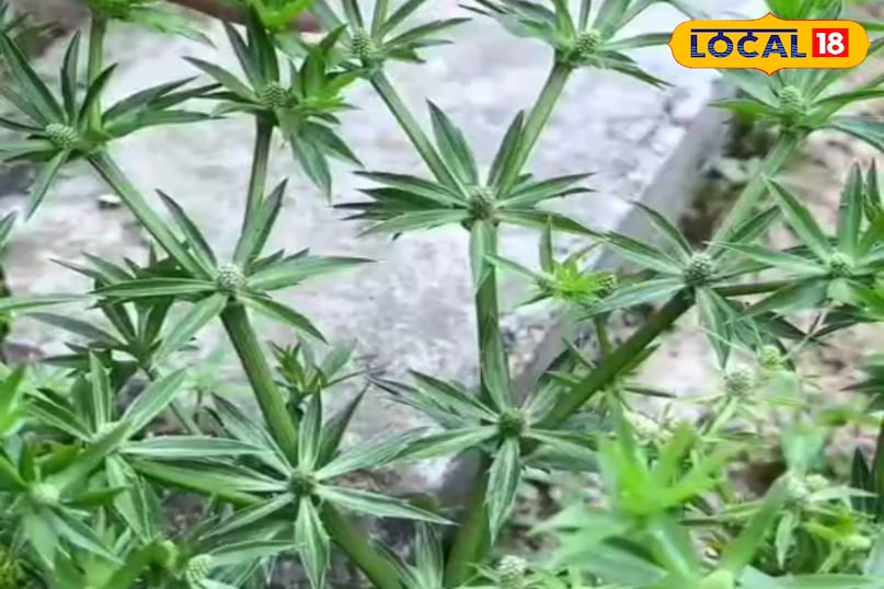 স্বাস্থ্য টিপস 