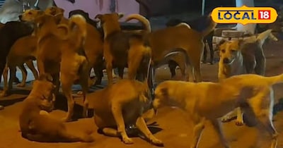 शिवपुरी में आवारा कुत्तों का आतंक: 3 साल के बच्चे को 8 जगह काटा, सालभर में 4000 शिकार.