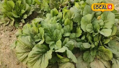 बिना खर्च के सारण की धरती पर हो रहा है तगड़ा उपज