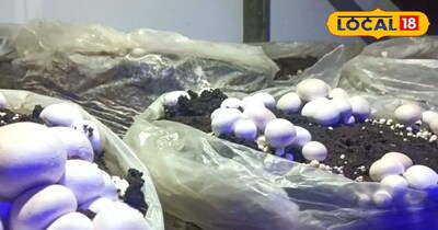 मशरूम उगाएं और...!