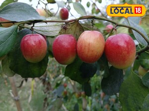 प्रतीकात्मक तस्वीर 