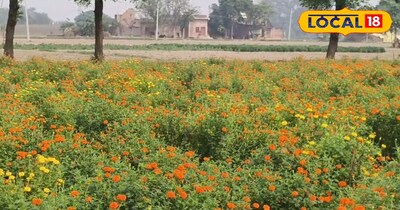 फूलों से तैयार गेंदें की फसल