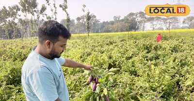 brinjal cultivation Benefits 