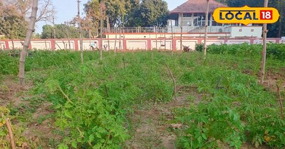 हल्दी सूजन और इम्यूनिटी के लिए फायदेमंद है,