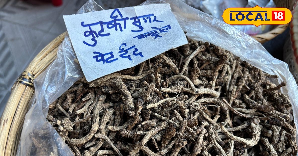 Kutki benefit : फैटी लिवर वालों के लिए वरदान, गर्भवती महिलाओं के लिए घातक, जानें कुटकी का सीक्रेट