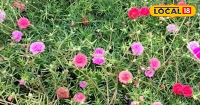 दस बजिया हमारी सेहत के लिए होती है फायदेमंद।