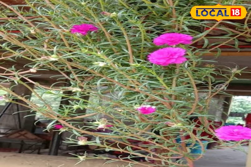 মোরাদাবাদের খবর, হিন্দি খবর, আপ নিউজ, স্থানীয় খবর, মোরাদাবাদের খবর, হিন্দি খবর, ইউপি খবর, স্থানীয় খবর। মোরাদাবাদের খবর, হিন্দি খবর, আপ নিউজ, স্থানীয় খবর, মোরাদাবাদের খবর, হিন্দি খবর, ইউপি খবর, স্থানীয় খবর।